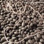 Sterling Silver Snake Chain - (1.0 mm)