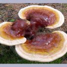 Ganoderma Lucidum (Red Reishi Mushroom) - 448 Grams