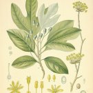 Sassafras Albidum (Saxifrax) - 112 Grams