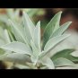 White Sage (Salvia Apiana) -112 Grams