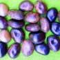 Velvet bean (Mucuna Prureins) - 112 Grams