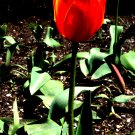 Red Tulip Fine Art Photo  8x10