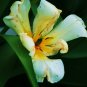 White Tulip Fine Art Photo  8x10
