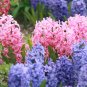 Hyacinths Fine Art Photo 8x10