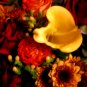 Summer Flower Boquet Fine Art Photo 8x10