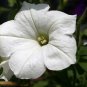 White Petunia Fine Art Photo 8x10