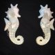 Seahorses