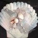 Shell Plaques