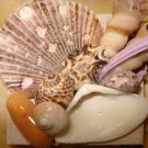 Shell Accent Magnet