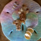 Sand Dollar Plaque Pink/Purple/Blue/Green