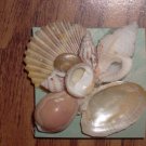 Magnet Teal Background with Natural Shells