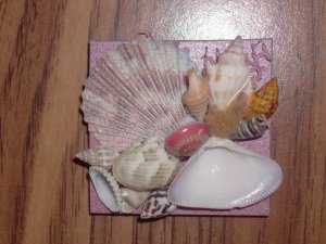 Magnet Pink with Pink Middle Shell