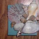Magnet Blue Background w/multi color large Shell