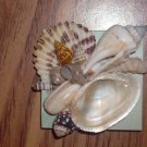 Magnet Light Blue Background w/Natural Shells