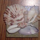 Magnet Green Background with Natural shells