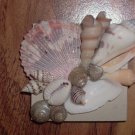 Magnet Tan Background with light pink large shell