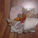 Magnet Tan Background with light pink large shell Multi color center shells