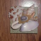 Magnet Green Background with Natural shells Purple Center shell