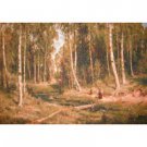Birch Grove
