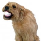 HUMUNGA CHOMP FUNNY TEETH RUBBER PET DOG TOY FETCH BALL NEW!