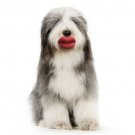Humunga Lips Rubber Pet Dog Toy Fetch Ball Small Mini
