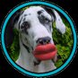 Humunga Lips Rubber Pet Dog Toy Fetch Ball Medium Junior