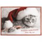 Holiday Cats Boxed 4" x 6" Christmas Cards (20) Glitter & Foil Embellished with Envelopes