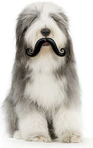 Humunga Stache Humorous Rubber Pet Dog Toy Fetch Ball Large