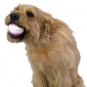 HUMUNGA CHOMP MINI Funny Teeth Rubber Pet Dog Toy Fetch Ball for SMALL DOGS