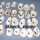 24 Beautiful Oyster shells - oyster shells from the beaches of Cape Cod for Crafts, Decor, Wedding