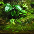 Mini Vivarium