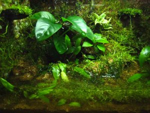 Mini Vivarium