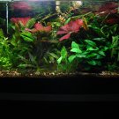 Aquarium 20g
