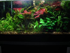 Aquarium 20g