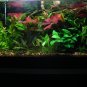 Aquarium 20g
