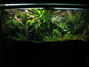 50g Vivarium