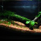 1.5g low light planted aquarium