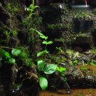 1.5g vivarium