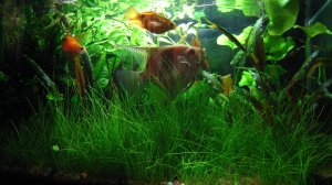 Aquatic jungle