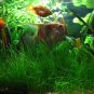 Aquatic jungle