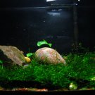 1.5g moss aquarium