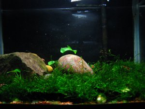 1.5g moss aquarium