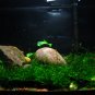 1.5g moss aquarium