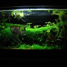 20g aquatic jungle