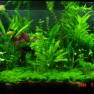 20g aquatic jungle