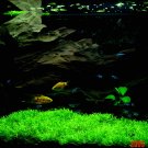 25g planted aquarium