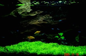 25g planted aquarium