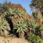 Aloe Splendor