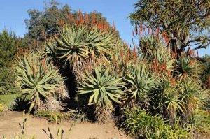 Aloe Splendor