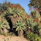 Aloe Splendor